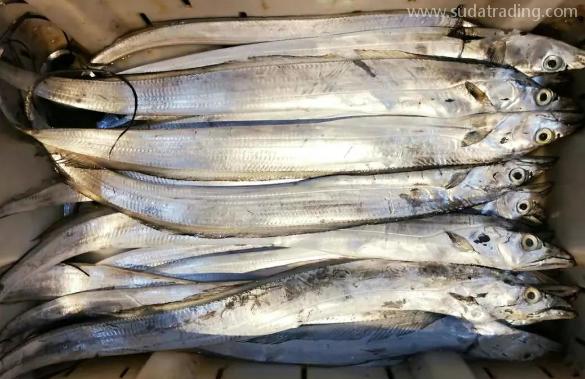 【進口知識】一文帶你了解帶魚