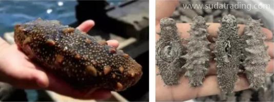 【進口知識】海參物種及其進口情況簡介