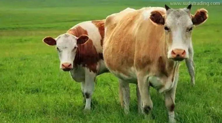 【進口知識】進口俄羅斯牛肉檢驗檢疫和衛生要求